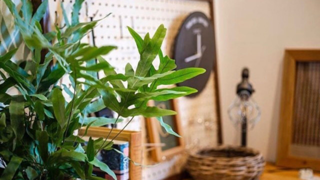 岐阜 平屋住宅 自然素材 ブリティッシュスタイルワークスペース 加藤住建施工事例